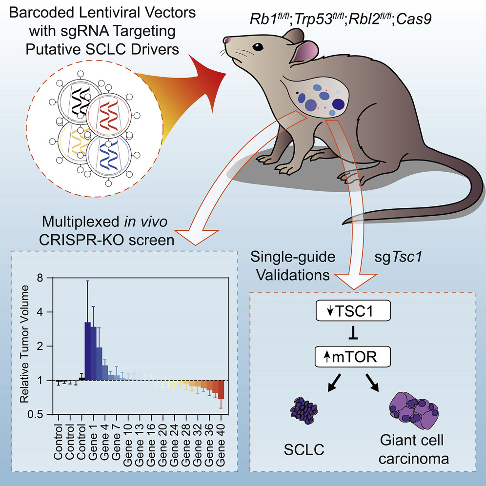 Graphical abstract for multiplexed in vivo CRISPR screen in mouse models of small cell lung cancer.